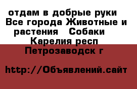 отдам в добрые руки - Все города Животные и растения » Собаки   . Карелия респ.,Петрозаводск г.